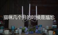 貓咪幾個月的時候是尷尬期？貓咪幾個月尷尬期結束