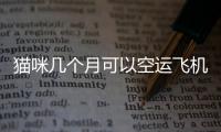 貓咪幾個月可以空運飛機？貓咪幾個月能空運