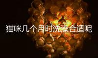 貓咪幾個月時洗澡合適呢？貓咪幾個月洗澡最好