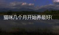 貓咪幾個(gè)月開始養(yǎng)最好(貓咪幾個(gè)月領(lǐng)養(yǎng)最好養(yǎng))