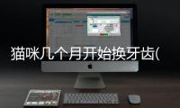 貓咪幾個月開始換牙齒(貓咪幾個月開始換牙結束正常)