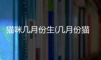 貓咪幾月份生(幾月份貓咪最多)