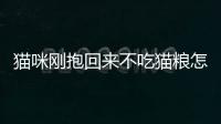 貓咪剛抱回來不吃貓糧怎么辦？貓剛抱回來不吃不喝