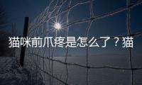貓咪前爪疼是怎么了？貓咪前爪有點彎曲是怎么回事