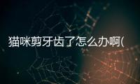 貓咪剪牙齒了怎么辦啊(貓咪可以剪牙齒嗎)