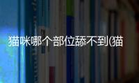 貓咪哪個(gè)部位舔不到(貓咪曬不到太陽)