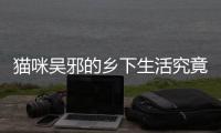 貓咪吳邪的鄉(xiāng)下生活究竟什么原因?