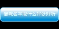 貓咪名字取什么好處好聽？貓咪名字取什么好處呢