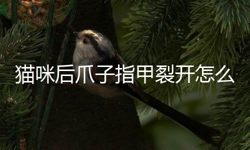 貓咪后爪子指甲裂開怎么回事(貓咪指甲裂開了)