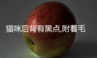 貓咪后背有黑點(diǎn),附著毛根上(貓咪后背禿了一塊)