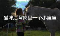貓咪后背肉里一個小痘痘很癢(貓后背有一個疙瘩,摸還疼)