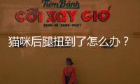 貓咪后腿扭到了怎么辦？貓咪后腿扭到了怎么處理