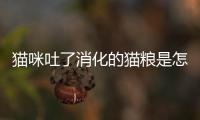 貓咪吐了消化的貓糧是怎么回事(貓咪吐了消化的貓糧和貓草)