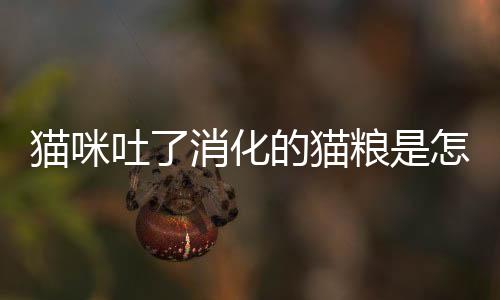 貓咪吐了消化的貓糧是怎么回事(貓咪吐了消化的貓糧和貓草)