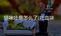 貓咪吐是怎么了(吐血塊拉血塊是怎么了)