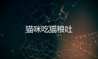 貓咪吃貓糧吐