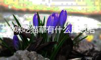 貓咪吃貓草有什么用總結(jié)？貓咪吃貓草有什么用知乎