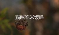 貓咪吃米飯嗎