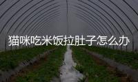 貓咪吃米飯拉肚子怎么辦(貓咪吃米飯會拉肚子嗎)