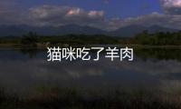 貓咪吃了羊肉