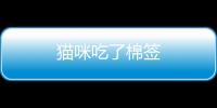貓咪吃了棉簽