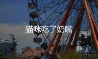 貓咪吃了奶嘴