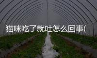 貓咪吃了就吐怎么回事(貓咪吃了就拉怎么回事)