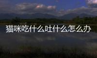 貓咪吃什么吐什么怎么辦(貓咪吃什么貓糧好)