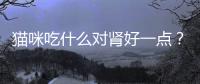 貓咪吃什么對腎好一點？貓咪吃什么補腎
