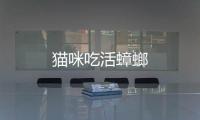 貓咪吃活蟑螂