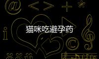 貓咪吃避孕藥