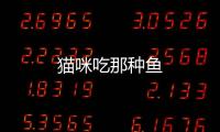 貓咪吃那種魚