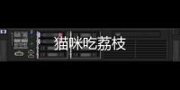 貓咪吃荔枝