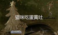 貓咪吃蛋黃吐