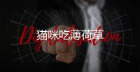 貓咪吃薄荷草