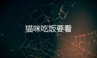 貓咪吃飯要看