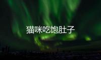 貓咪吃飽肚子