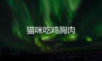 貓咪吃雞胸肉