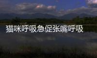 貓咪呼吸急促張嘴呼吸  貓咪呼吸急促張嘴哈氣