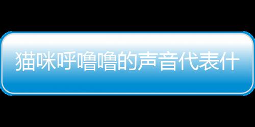 貓咪呼嚕嚕的聲音代表什么(貓咪呼嚕嚕的叫是什么意思)