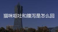 貓咪嘔吐和腹瀉是怎么回事(貓咪嘔吐最有效的止吐辦法)