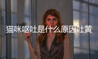 貓咪嘔吐是什么原因吐黃水(貓咪嘔吐貓糧和黃水)