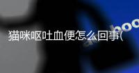 貓咪嘔吐血便怎么回事(貓咪嘔吐拉血便)