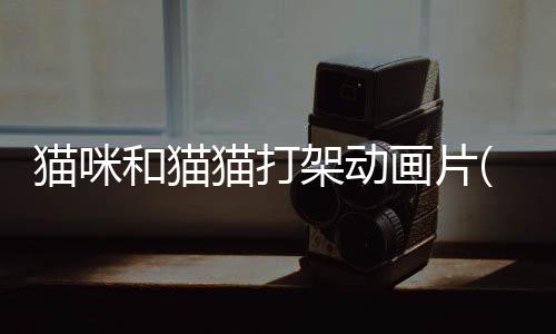 貓咪和貓貓打架動畫片(貓和貓打架會怎么樣)