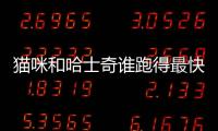 貓咪和哈士奇誰跑得最快(哈士奇舔貓咪)