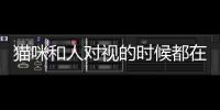貓咪和人對視的時候都在想啥(和貓咪對視)