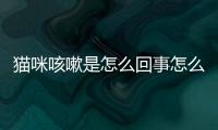 貓咪咳嗽是怎么回事怎么治療(貓咪咳嗽是怎么回事兒 吃什么藥好)