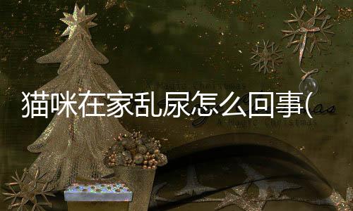 貓咪在家亂尿怎么回事(貓咪在家里發狂一樣亂跑)