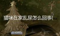 貓咪在家亂尿怎么回事(貓咪在家里發(fā)狂一樣亂跑)