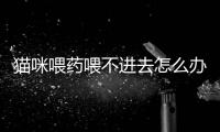 貓咪喂藥喂不進(jìn)去怎么辦(貓咪喂藥間隔幾小時)